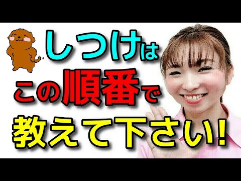 【犬 しつけ】しつけはこれだけ教えればいい!② 教える順番も解説します 新遠藤エマチャンネル【犬のしつけ@横浜】