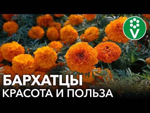 Видео: Съедобные цветы бархатцев: узнайте, как выращивать бархатцы, чтобы есть их