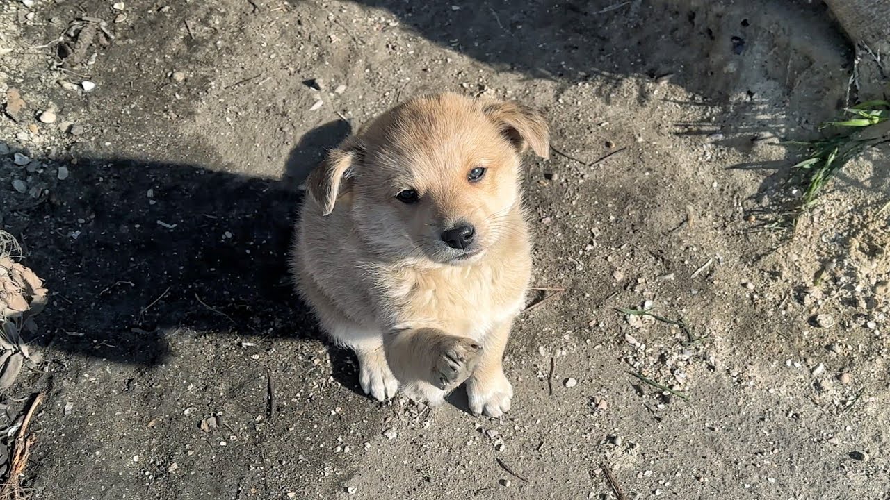 Stray Puppy Begs Not to Be Taken Away from His Mom - YouTube