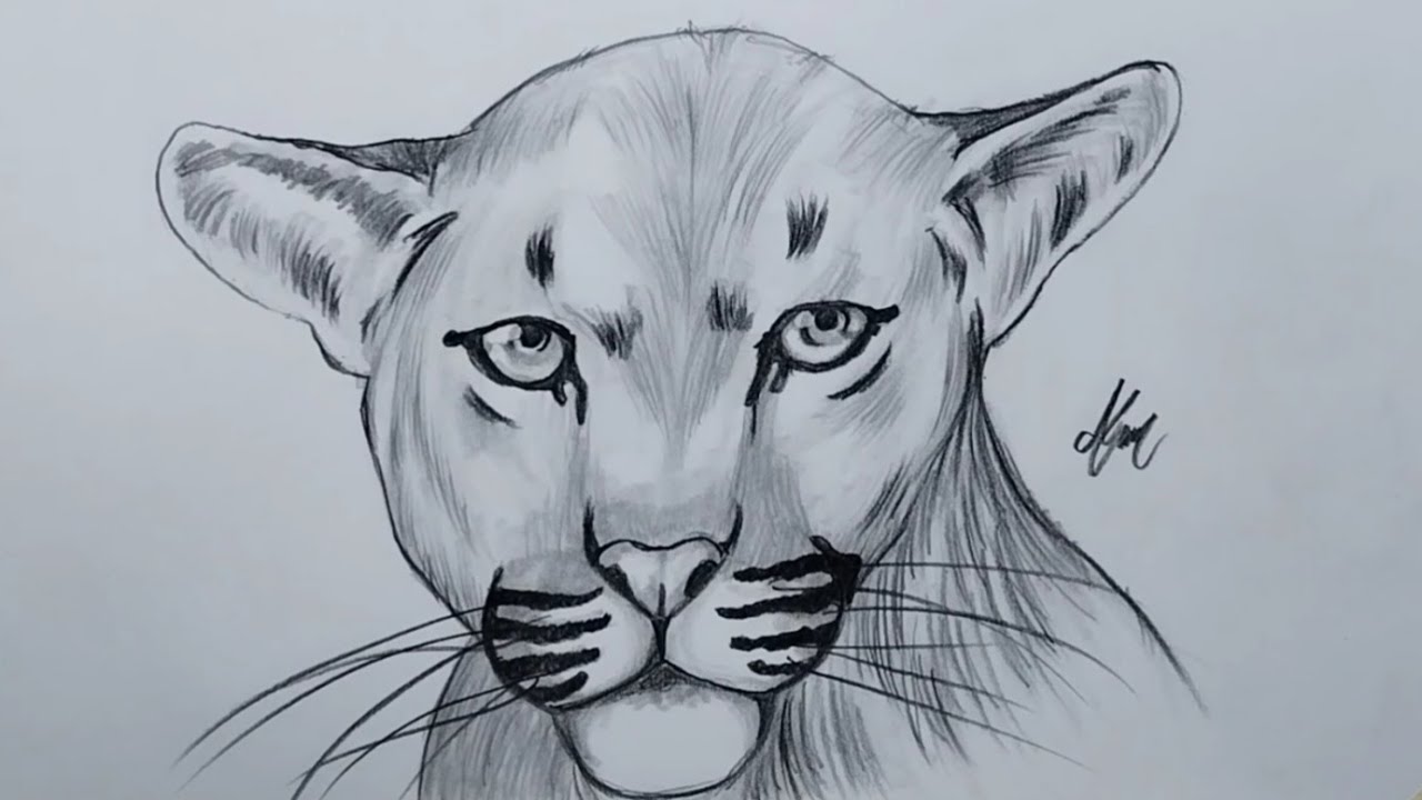 como dibujar un puma con lápices de grafito YouTube