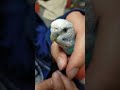 袖の中のソラ　#セキセイインコ #parakeet #鳥 #birds