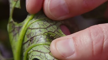 Pesky Harlequin Bugs Damage Brassica Plants