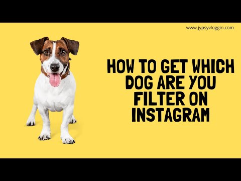 how-to-get-which-dog-are-you-filter-on-instagram