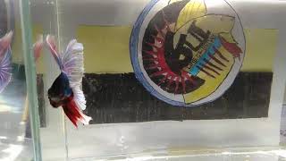 ikan laga halfmoon multi #viral #bossku
