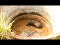Humanity!Villagers sacrificed their hard earned asset to save life of starving baby elephant