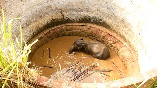 Humanity!Villagers sacrificed their hard earned asset to save life of starving baby elephant by Elephant Zone 3,439 views 6 months ago 8 minutes, 41 seconds