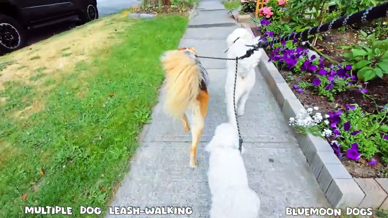 Multiple Dog Leash-walking - Snowy, Mateja, Moon, Blue