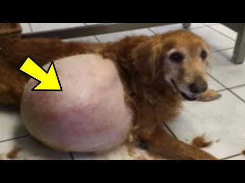 Video: Die beste hausgemachte Diät für einen alten Hund mit IBD
