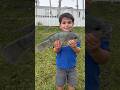 3 year old catches big invasive blue tilapia #invasivespecies