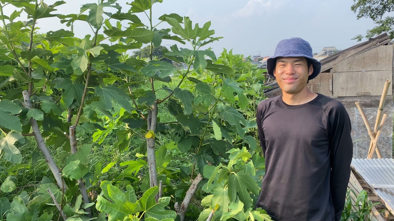 How to Thin Out Fig Trees - YouTube
