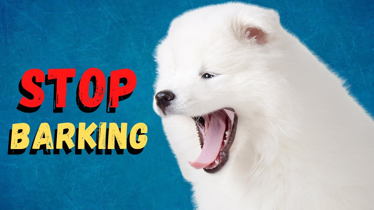 how to train a samoyed to stop barking