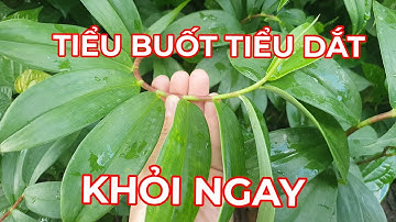 MÍA DÒ - Cây thuốc trị tiểu buốt, tiểu dắt, viêm tiết niệu,viêm gan,hạ sốt... cực hay.