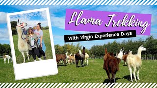 UK || Llama Trekking with Virgin Experience Days! screenshot 5