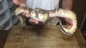 2016 Ball Python Collection Update