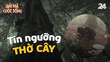 Giải mã tín ngưỡng thờ cây của người Việt Nam | VTV24