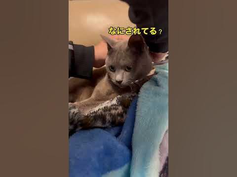 #ねこ #cat #tiktok #猫 - YouTube