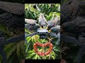 This DJI Mavic 3 Pro Tried Delivering Sausages… Birds Had Other Plans 😱 #dronevideo #shorts