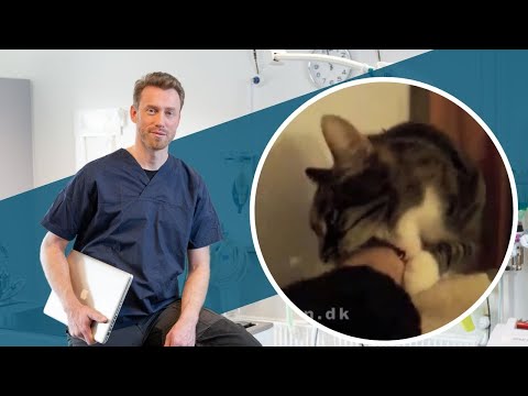 Video: Kan katte spise bacon?