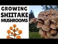 Growing Shiitake Mushrooms