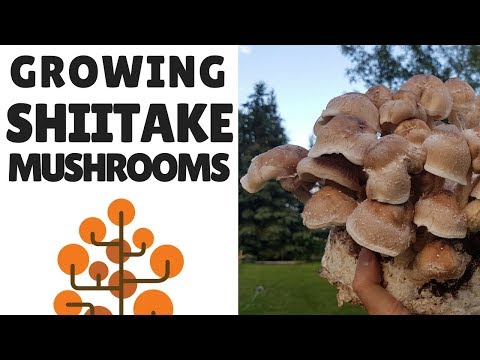 Video: Ar galite auginti šitake grybus patalpose – patarimai, kaip auginti šitake grybus