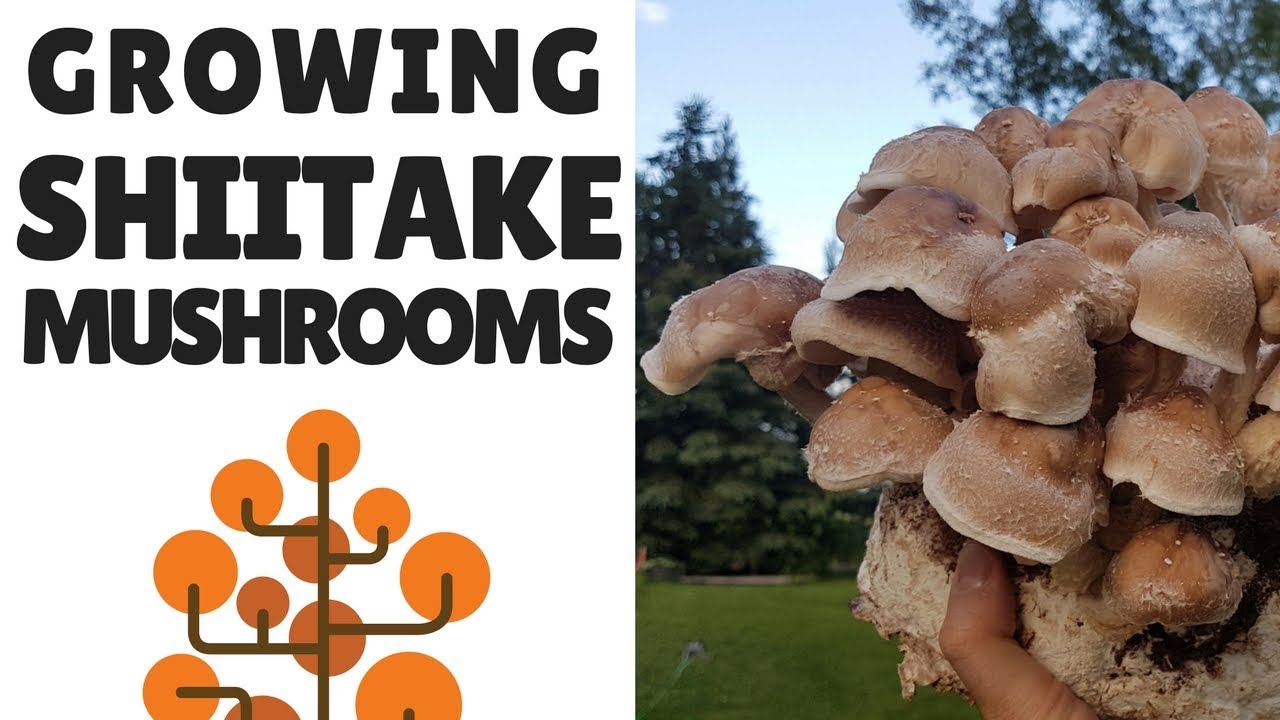 How to Grow Your Own Shiitake Mushrooms