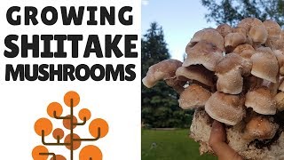 Growing Shiitake Mushrooms