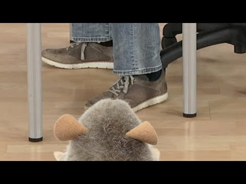 POV you're a mouse and someone is watching a Python tutorial
