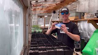 Kentucky Coffee Tree Germination & Seed Planting 2023 New Process