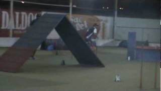 Zezinho E Bona Agility Grau 3