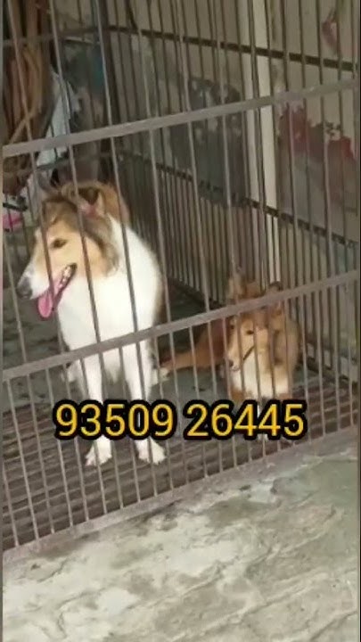 Rough collie puppies for sale in tn