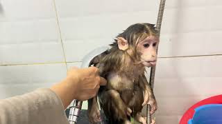 Baby Monkey Miker Having Bath In The Morning