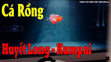 CÁ RỒNG HUYẾT LONG PHƯỢNG HOÀNG KUMPAI HÀNG CỰC HIẾM RẤT ĐẸP | CÁ RỒNG VIỆT NAM | AROWANA FISH
