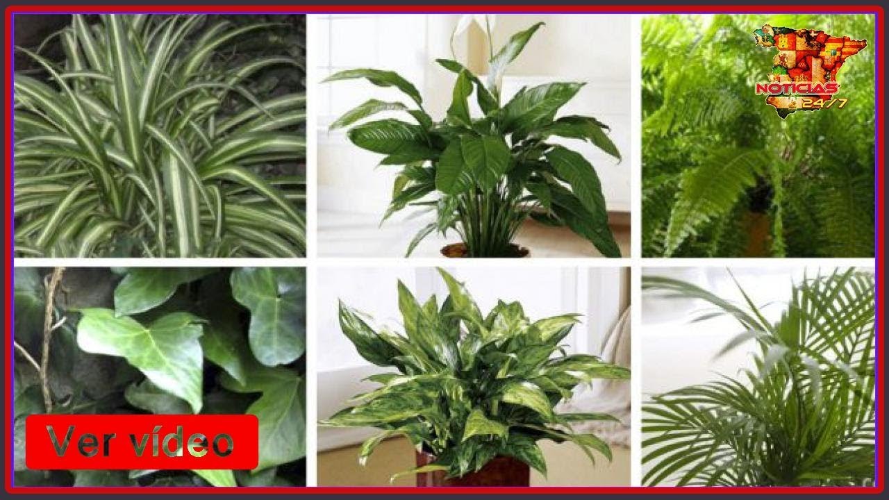 Las Mejores 6 Plantas Purificadoras De Aire Que La Nasa Las Mejores 6 Plantas Purificadoras De Aire Que La Nasa