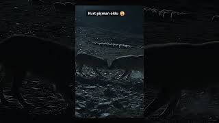 Kangal Ve Kurt Karşı Karşıya Sürüyü Korumak İçin Canını Ortaya Koydu