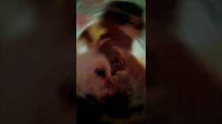 dogs are cute just editing python part 1