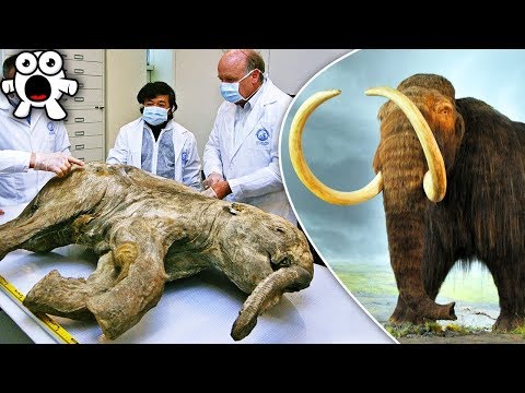 Vídeo: Los Mamuts Se Han Extinguido Debido A La 