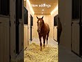 From chaos to perfection. #horse #transformation #horsecommunity #viralshorts