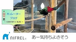 生きているミュージアム ニフレル公式 Youtube