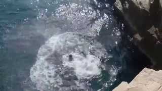 Cliff jumping Pula 2014