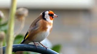 20 ALGEMENE VOGELS en hun ZANG voor BEGINNERS