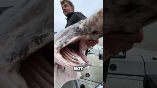 Paddlefish Notochord Removal Explained