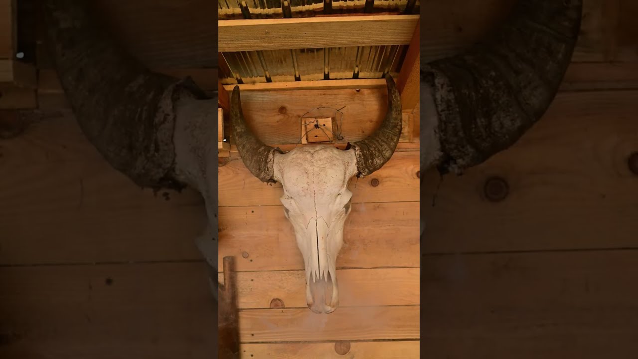 Cabin Life in the Woods