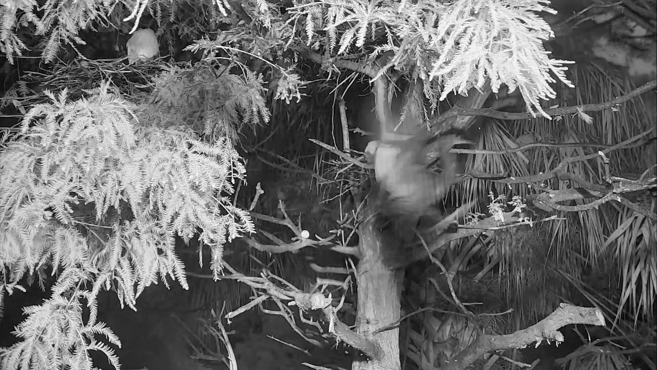 eggs florentine Alligator Swamp and Spoonbills Cam 08-02-2018 03:18:23 - 04:18:24