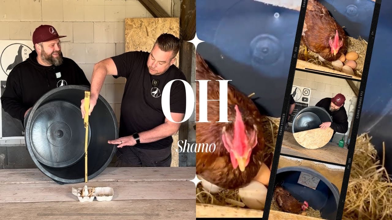 🐔🥚Hühnernest selbst gebaut, innovative Hühnerideen für den eigenen Stall 🏠.