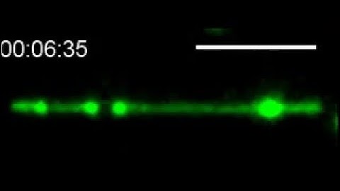 Mechanics and Single-Molecule Interrogation of DNA Recombination: Supplemental Video 4