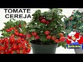 COMO PLANTAR TOMATE CEREJA NO VASO