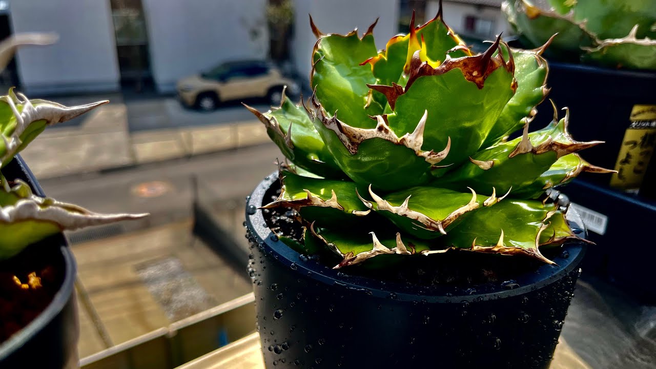 最近気に入ってるMaceta鉢に姫厳龍を植える。アガベ。