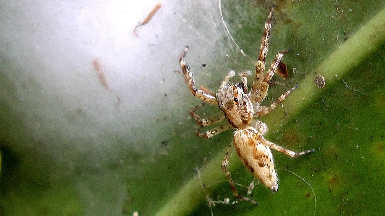 Australian Bronze Jumping Spider climbing into web Helpis minitabunda