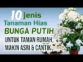 10 jenis tanaman hias bunga warna putih untuk taman rumah halaman depan kamu makin asri dan cantik