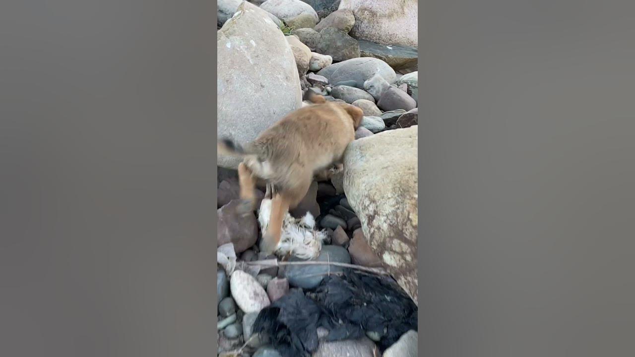 so-pitiful-a-poor-stray-dog-eats-dead-animals-to-satisfy-its-hunger